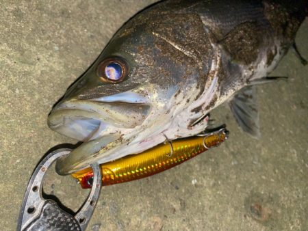 やっとシーバスくんに出逢えたっ！