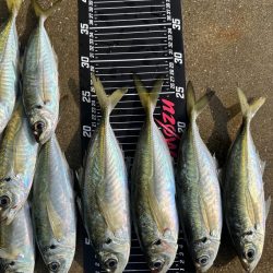 日が登ってからの時合い