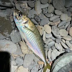 寒波の尺アジング