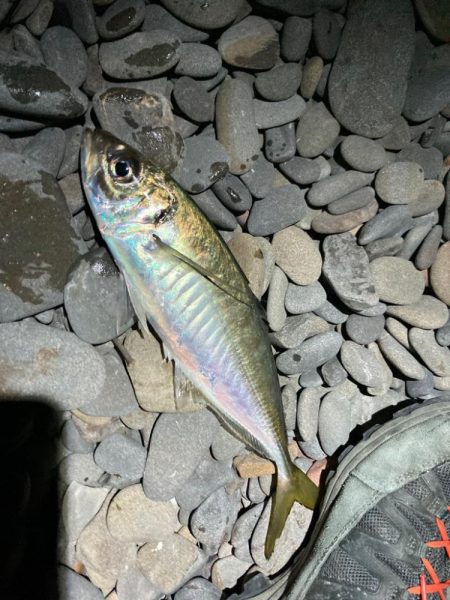 寒波の尺アジング