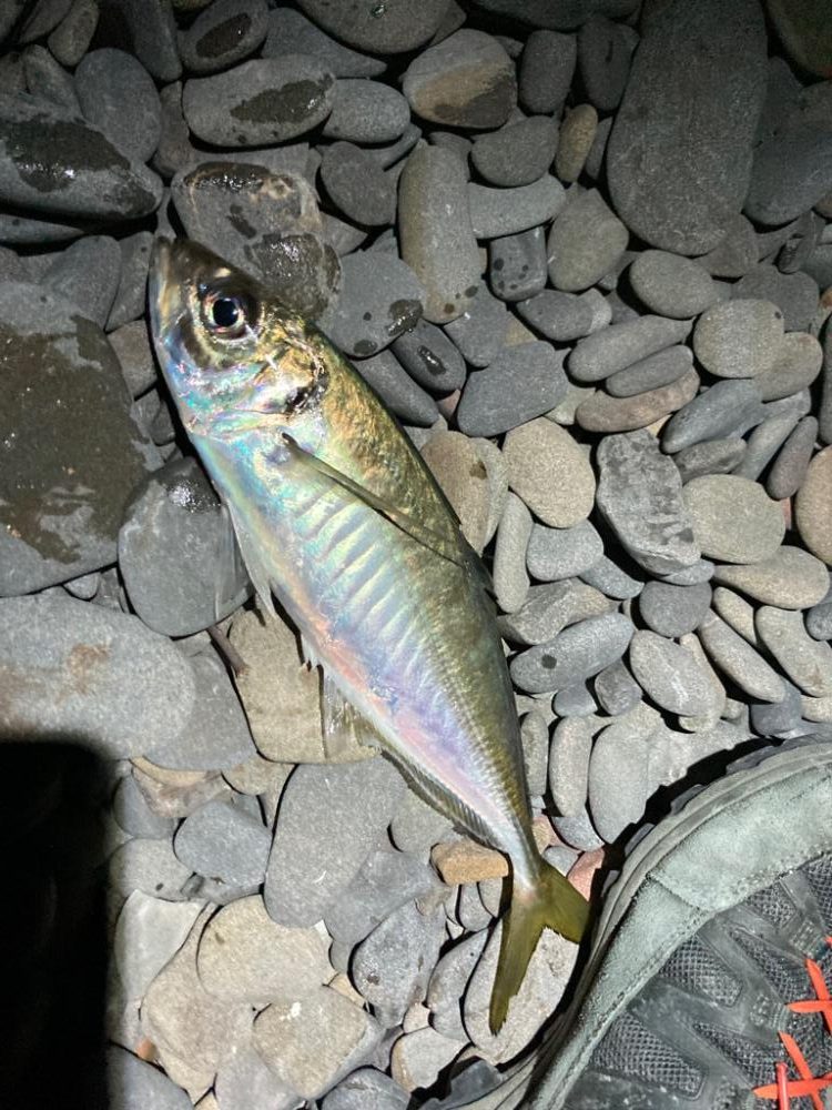 寒波の尺アジング