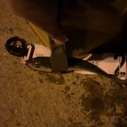 初投稿!そして初アジング釣果