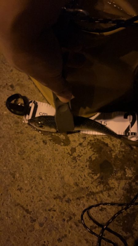 初投稿!そして初アジング釣果