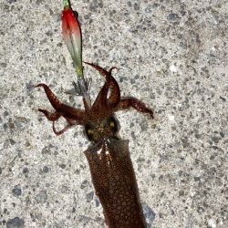 ヒイカはどこへ⁇(*´꒳`*)