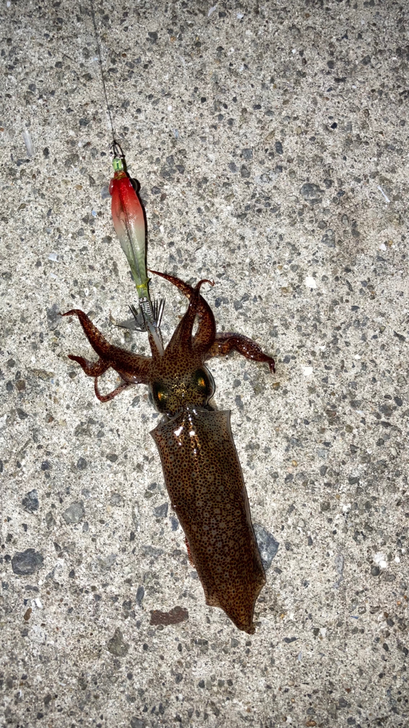 ヒイカはどこへ⁇(*´꒳`*)