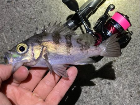 渋い大潮 ライトゲーム