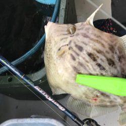 富士山てんやで一つテンヤ爆釣！