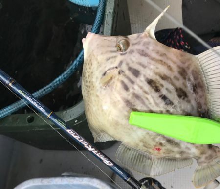 富士山てんやで一つテンヤ爆釣！