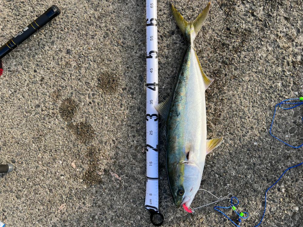 青物釣れた