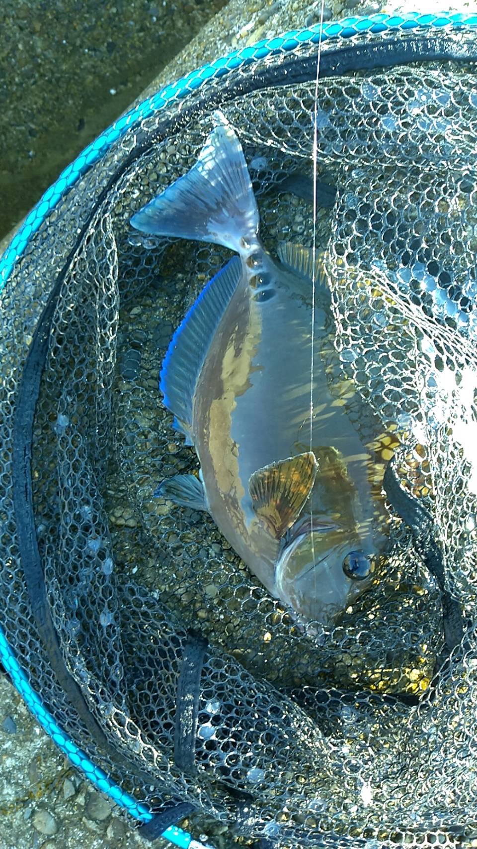 まだまだ秋グレ