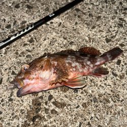 まだまだアコウ