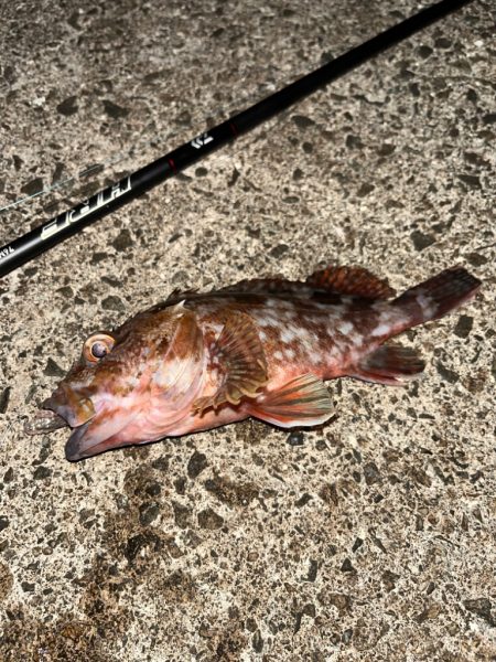 まだまだアコウ