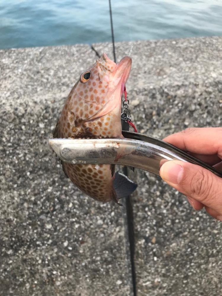 ライトフィッシング