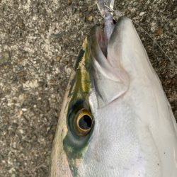 朝マヅメメジロ