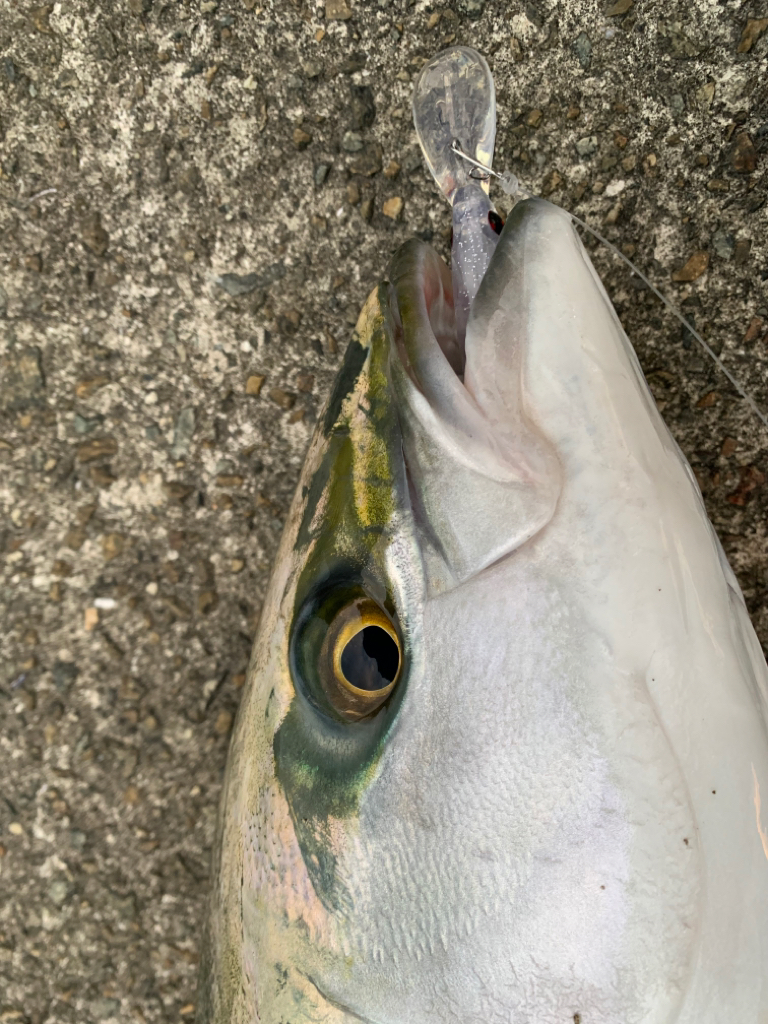 朝マヅメメジロ