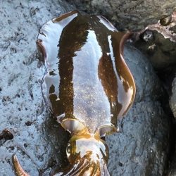 寒いのはムリ、、、(   ¯꒳¯ )