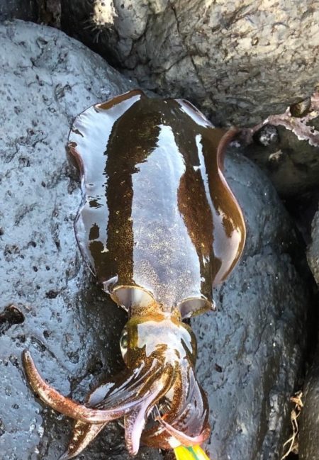 寒いのはムリ、、、(   ¯꒳¯ )