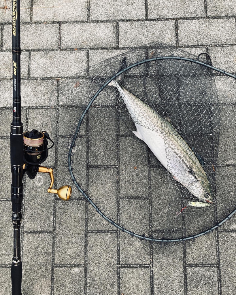 湾奥リベンジャーズ。青牙59cm。。