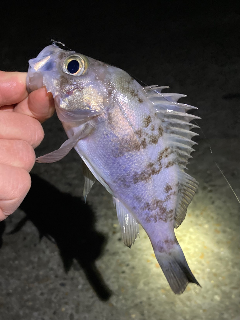 なんとかアジ、メバル