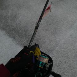 キロアップのイカキタァァ！と思ったらキロ越えマダコ笑