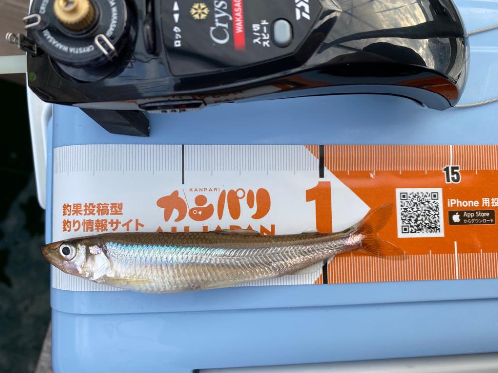 ワカサギで釣り納め