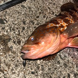 ロックフィッシュ&ショアジギング