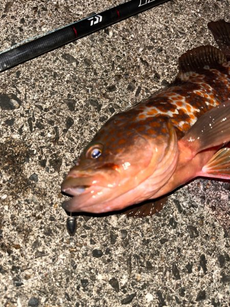 ロックフィッシュ&ショアジギング