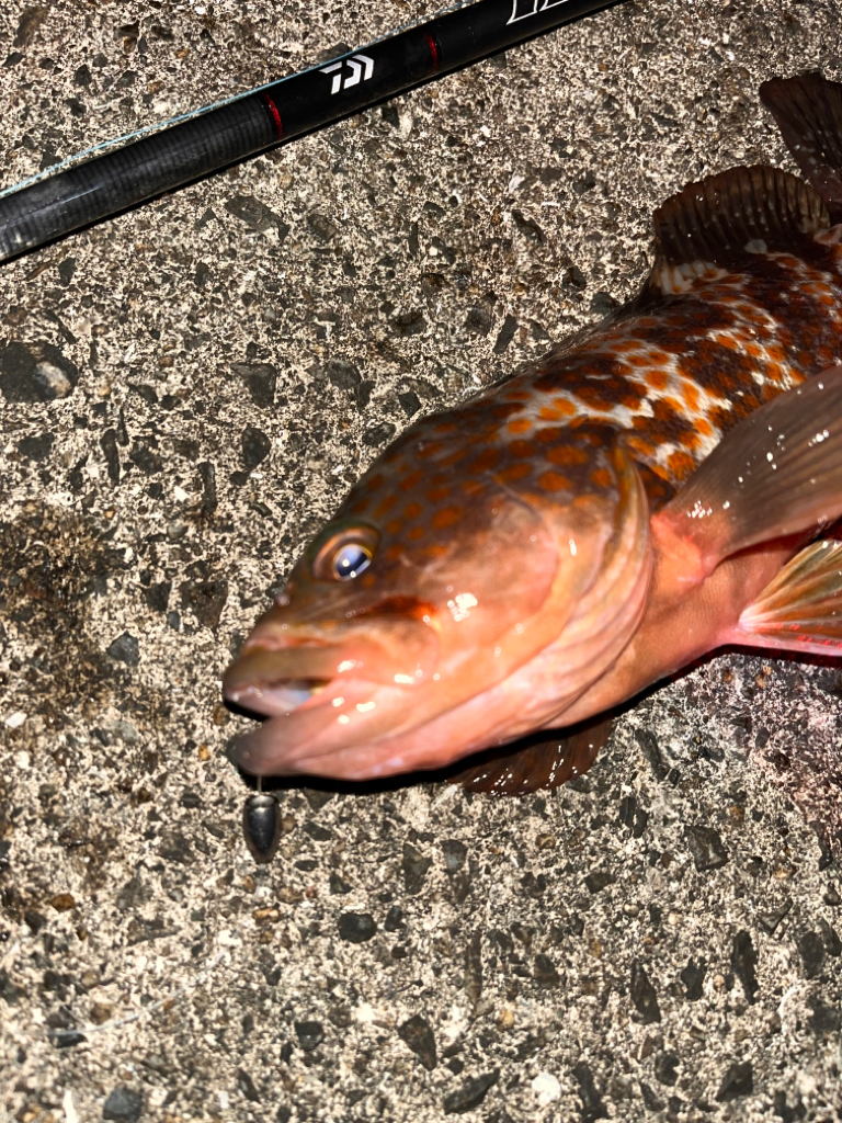 ロックフィッシュ&ショアジギング