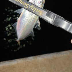 入れ食い短時間釣行