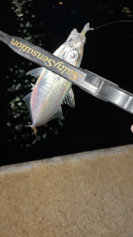 入れ食い短時間釣行