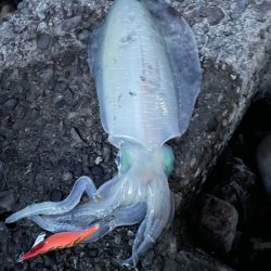 前の投稿ですみません！