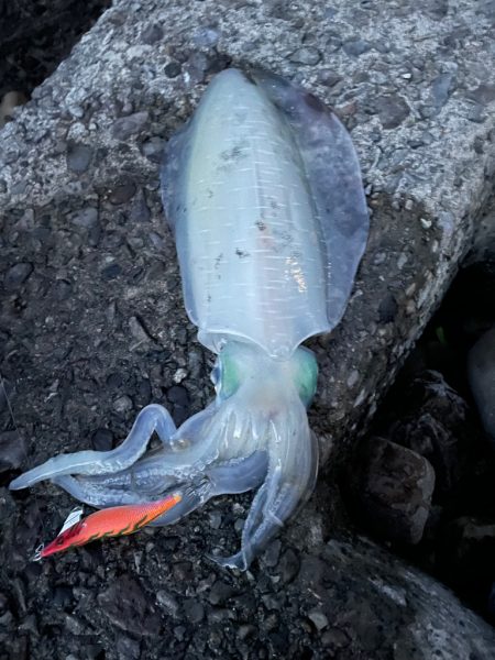 前の投稿ですみません！