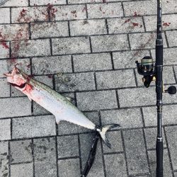 湾奥コスモへイルカ再び。青牙60cm。。