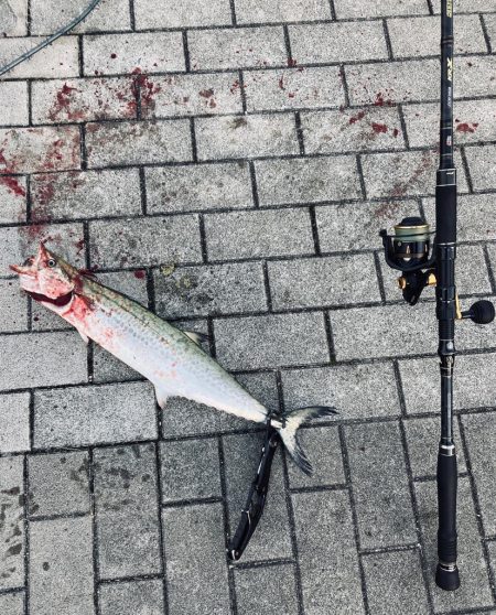 湾奥コスモへイルカ再び。青牙60cm。。