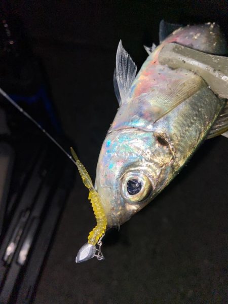 今年最後のアジング