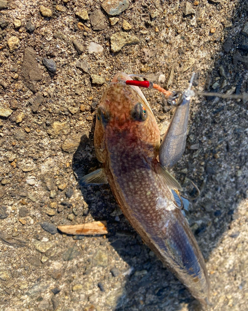 鰤族釣りのはずが