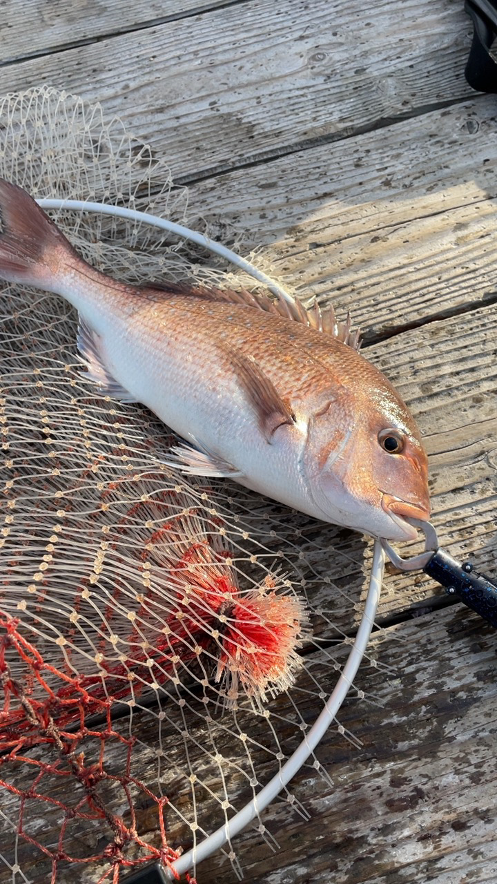 シマアジ確保！