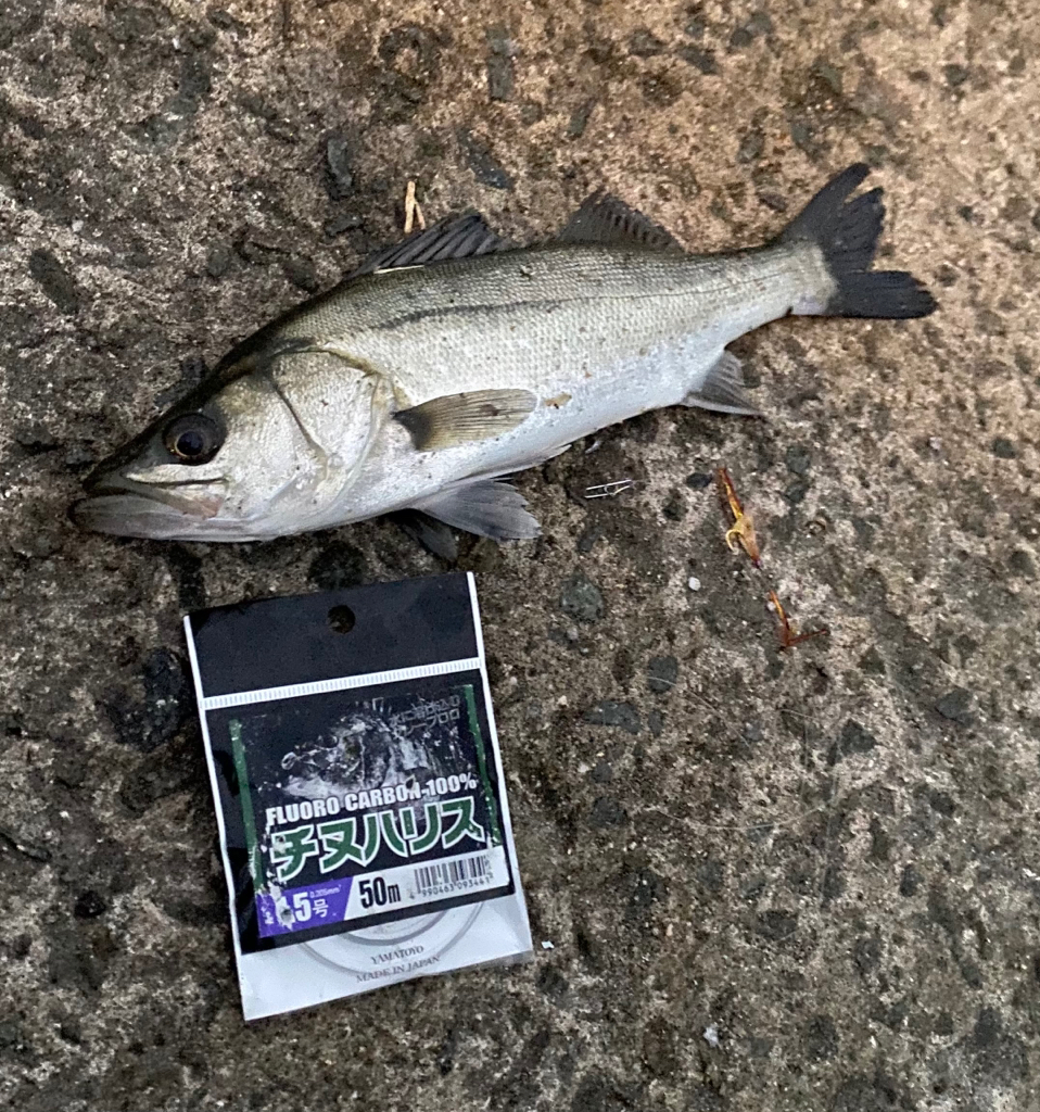 冷え込む日になりました。