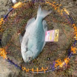 鶴見大島タチバナの釣り