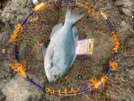 鶴見大島タチバナの釣り