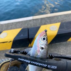 デイアジング入れ食いー楽しいー!