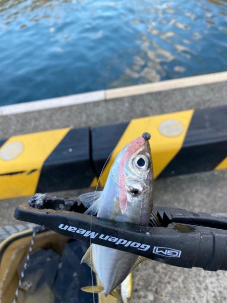 デイアジング入れ食いー楽しいー!