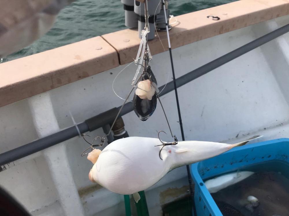 ショウサイフグ