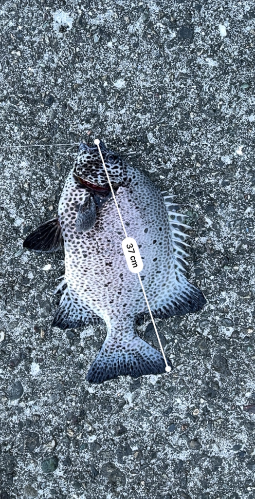 宇佐の沖堤防釣り