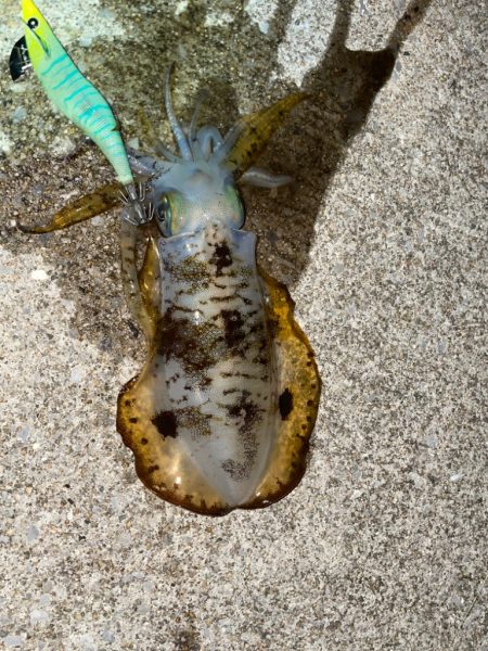 懲りずにキロアップチャレンジ！