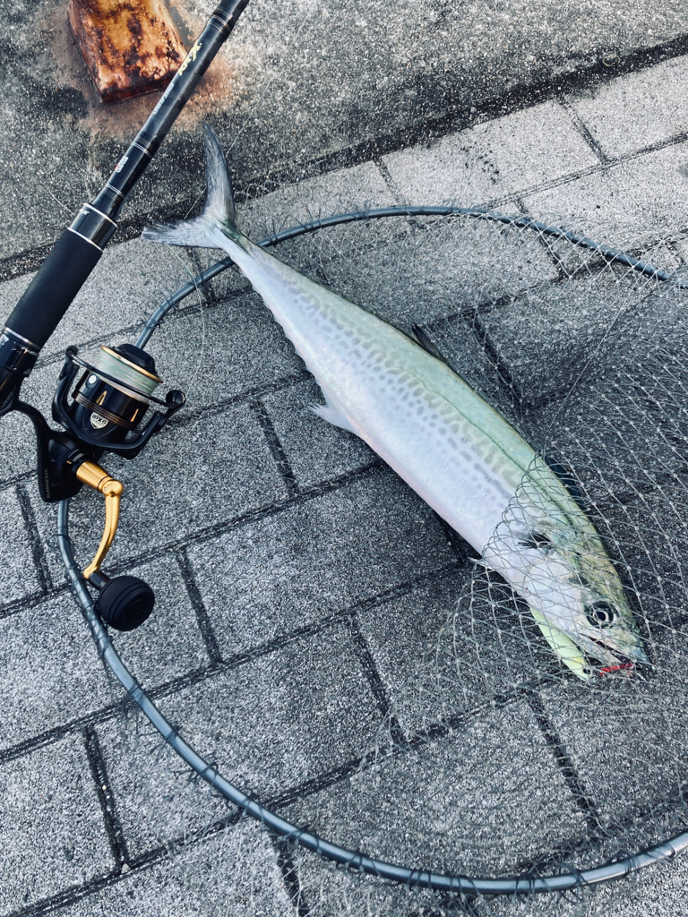 冷たい西北風。。何とか青牙58cm。