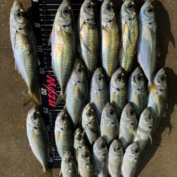 朝マズメチャレンジ