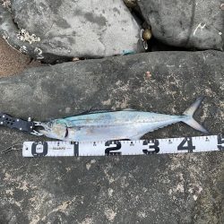 ボウズ逃れのサゴシ