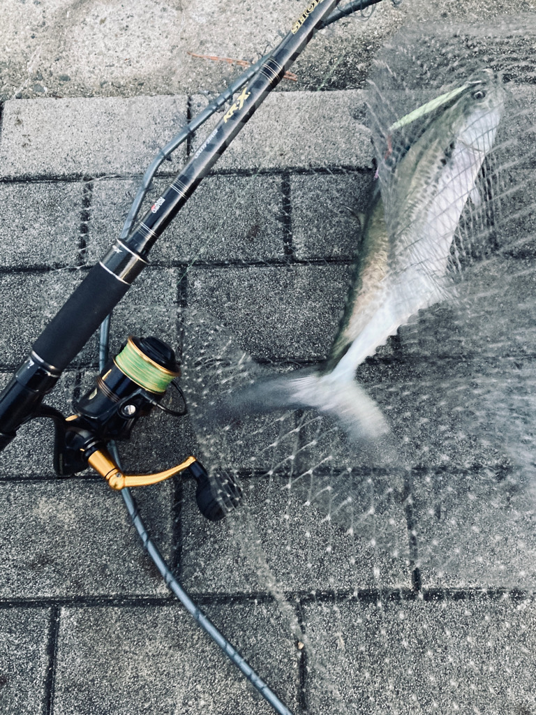 爆混み湾奥コスモ。何とか青牙53cm。。