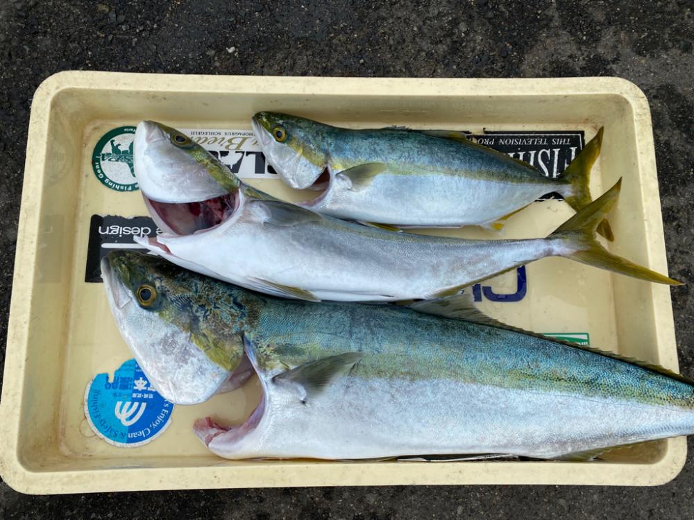 ノマセ好調‼️